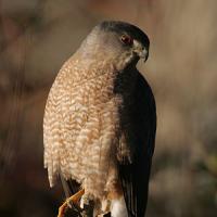 Cooper's Hawk