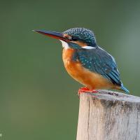 Common Kingfisher