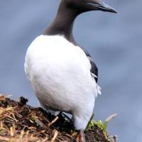 Common Murre