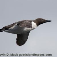 Common Murre