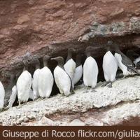 Common Murres