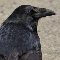 Common Raven