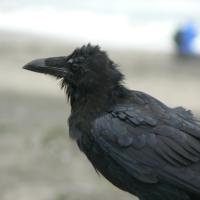 A molting Common Raven