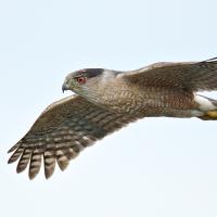 Cooper's Hawk in flight