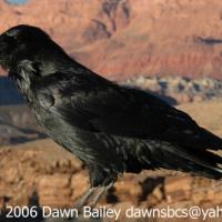 Common Raven