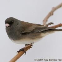 Dark-eyed Junco