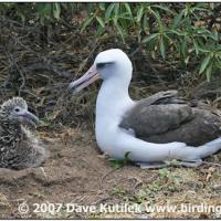 Laysan Albatross