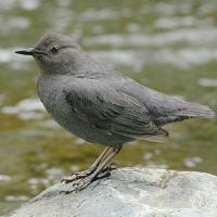 American Dipper