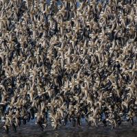 Dunlin flock