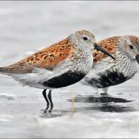 Dunlins