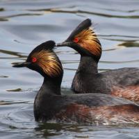 Eared Grebe, breeding plumage adults