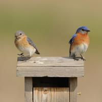 Eastern Bluebirds