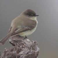 Eastern Phoebe