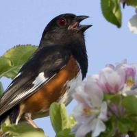 Eastern Towhee singing