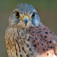 Eurasian Kestrel