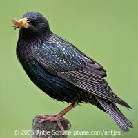 European Starling 