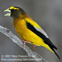 Evening Grosbeak