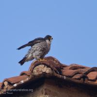 Peregrine Falcon