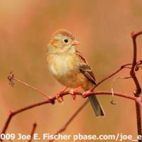 Field Sparrow