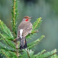 Flicker showing white in rump