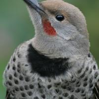 Northern Flicker