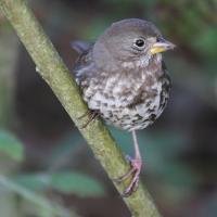 Fox Sparrow perched on branch