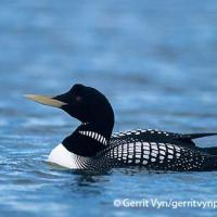 Yellow-billed Loon in breeding plumage