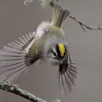 Golden-Crowned Kinglet