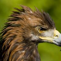 Golden Eagle