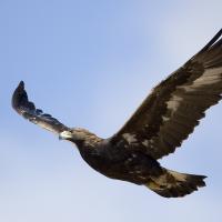 Golden Eagle. long tail and small head helps with ID