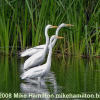 Great Egrets