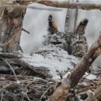 Great Horned Owl in nest covered with snow