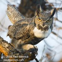 Great Horned Owl