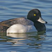 Greater Scaup, aka "Broadbills"