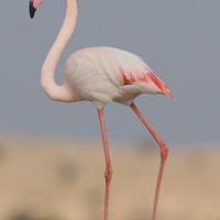 Greater Flamingo