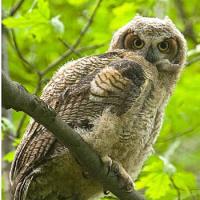Great Horned Owl