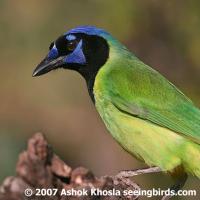 Green Jay