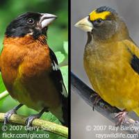 Black-headed and Evening Grosbeaks