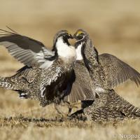 Gunnison Sage-Grouse on display ground