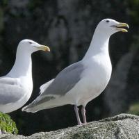 Glaucous-winged Gull