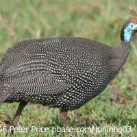 Helmeted Guineafowl