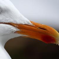 Herring Gull