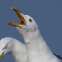 Herring Gull