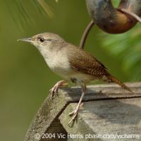 House Wren