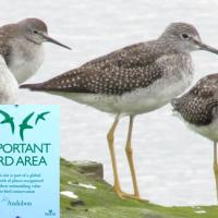 Lesser Yellowlegs