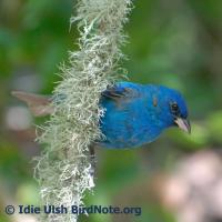 Indigo Bunting