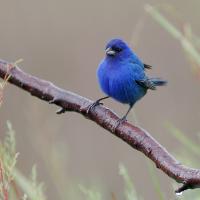 Indigo Bunting showing its vivid blue plumage, pale wide beak and dark legs as it stands on a wet branch.