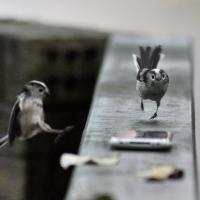 Long-tailed Tit