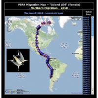 Island Girl's Migration