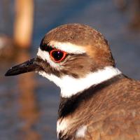 Kildeer stays alert